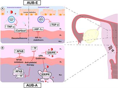 select the correct statement about the uterine cycle